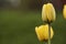 Blossom tulipa flower close up