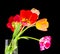 Blossom of tulips
