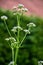 Blossom of Valeriana medicinal flowering plants in family Caprifoliaceae