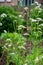 Blossom of Valeriana medicinal flowering plants in family Caprifoliaceae