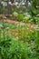 Blossom of Valeriana medicinal flowering plants in family Caprifoliaceae