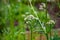 Blossom of Valeriana medicinal flowering plants in family Caprifoliaceae