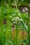 Blossom of Valeriana medicinal flowering plants in family Caprifoliaceae