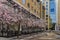 Blossom Views around oozell square -Uk