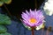 Blossom violet lotus flower in pot