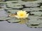 Blossom waterlily