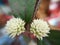 Blossom white flower of Alternanthera brasiliana, Calico plant