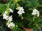 Blossom white flower bouquet of Duranta erecta or Golden dewdrop or Skyflower tree