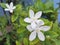 Blossom white flower of Idda, Wrightia antidysenterica or Pudpitchaya in Thai name