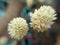 Blossom white flowers of Alternanthera brasiliana, Calico plant