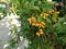 Blossom white flowers bouquet and bunch of yellow seeds of Duranta erecta or Golden dewdrop