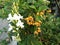 Blossom white flowers bouquet and bunch of yellow seeds of Duranta erecta or Golden dewdrop