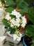 Blossom white flowers bouquet of Duranta erecta or Golden dewdrop