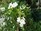 Blossom white flowers of Duranta erecta or Golden dewdrop or Skyflower tree