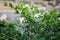 Blossom white flowers of Duranta erecta or Golden dewdrop or Skyflower tree on blurred background of green leaves