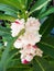 Blossom white flowers of Garden Balsam plant