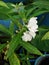 Blossom white flowers on Garden Balsam tree