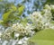 blossom white flowers tree branch bird berry blue sky garden