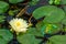 Blossom white lotus flower, aquatic plant water lily