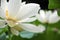 Blossom white lotus flowers