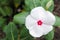 Blossom white with pink core flower on green leaf