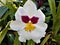 Blossom of white, pink and yellow Miltonia orchid spotted in greenhouse