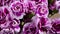 Blossom White Purple Carnation Flowers Bouquet