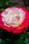 Blossom of white red Hybrid tea nostalgie or double delight florist garden rose