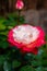 Blossom of white red Hybrid tea nostalgie or double delight florist garden rose