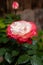 Blossom of white red Hybrid tea nostalgie or double delight florist garden rose