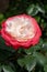 Blossom of white red Hybrid tea nostalgie or double delight florist garden rose