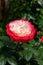 Blossom of white red Hybrid tea nostalgie or double delight florist garden rose