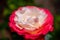 Blossom of white red Hybrid tea nostalgie or double delight florist garden rose