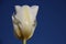 Blossom White Tulips With Indigo Blue Sky