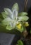 Blossom white turmeric flower sprouting from the stem