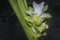 Blossom white turmeric flower sprouting from the stem