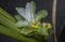 Blossom white turmeric flower sprouting from the stem