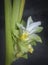 Blossom white turmeric flower sprouting from the stem