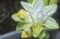 Blossom white turmeric flower sprouting from the stem