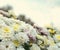 Blossom white, yellow and pink chamomile, chrysanthemum. Abstract floral natural background, spring flowers