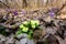 Blossom of wild growing first springtime flowers, common primrose or primula vulgaris in the forest, early spring in Europe