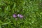 Blossom of wild pea pink  or Lathyrus tuberosus in the field, Jeleznitsa, Vitosha mountain
