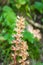 Blossom of Yellow broomrape or Orobanche lutea close-up, selective focus, shallow DOF