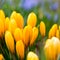 Blossom of yellow crocus in spring, flowerbed of crocus