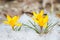 Blossom yellow crocuses