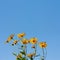 Blossom yellow flowers on a blue background