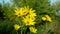 Blossom yellow Jerusalem artichoke plant Helianthus tuberosus topinambur sunroot sunchoke earth apple, sunchoke wild sunflower