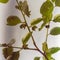 Blossom yellow persimmon flower and young leaves on tree branch against cloud blue sky