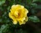 Blossom of a yellow rose with water drops