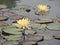 Blossom yellow waterlily